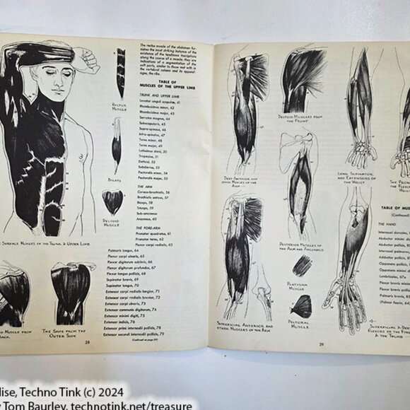Anatomy by Walter T Foster: Anatomy for Teachers and Students - Picture 8 of 10